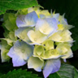 Meet your Posher, Patty